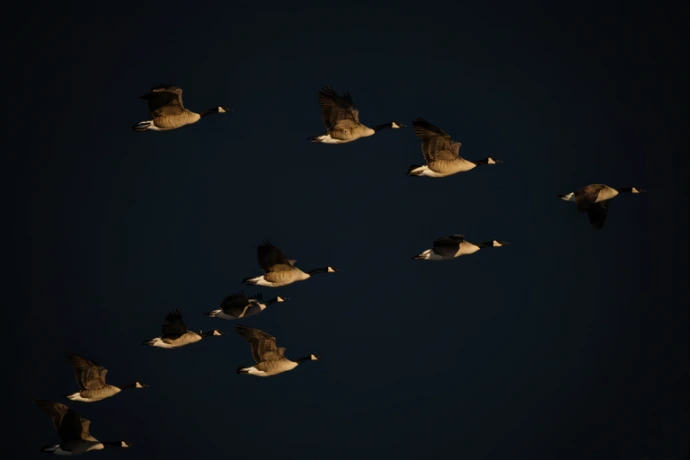 duck-formation-enm
